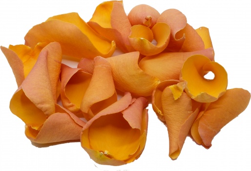Golden Yellow Rose Petals